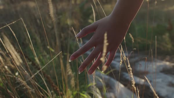 En sanselig rejse gennem skoven